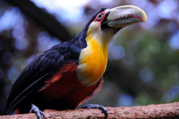 Red Chested Toucan