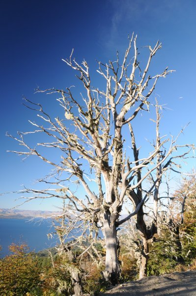 Dead Trees on the Ridge of Cerro Otto