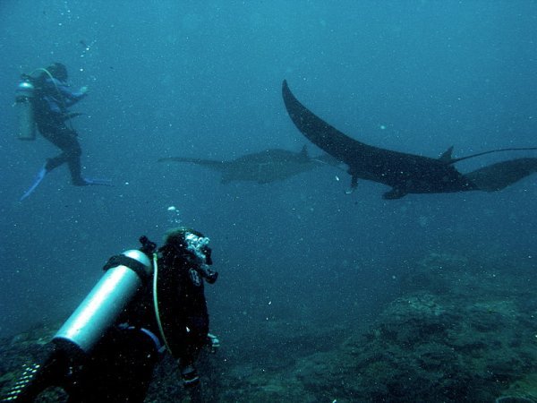 Manta Rays and Divers