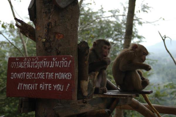 Dangerous Monkeys