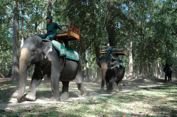 Elephants in Angkor Thom