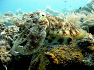 Bobtail Cuttle Fish