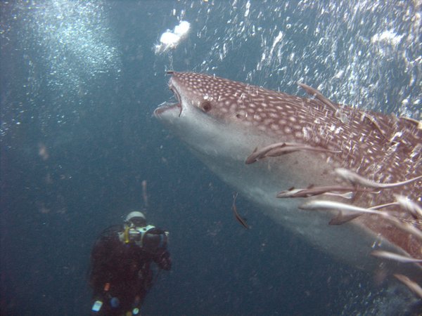 Rich and Whale Shark