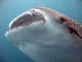 Whale Shark - Big Mouth!