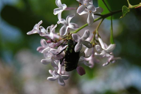 Lilac with Beetle