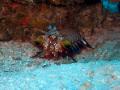 Mantis Shrimp