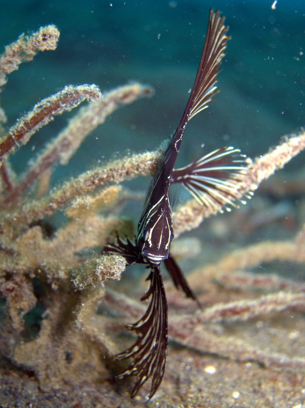 Juvenile Zebra Batfish