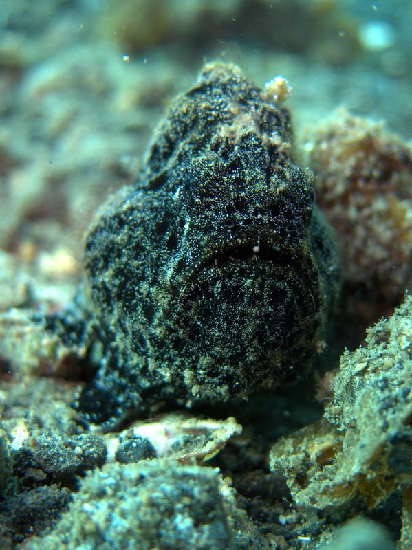 Juvenile Black Frogfish