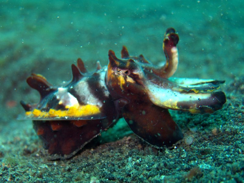 Beautiful Flamboyant Cuttlefish