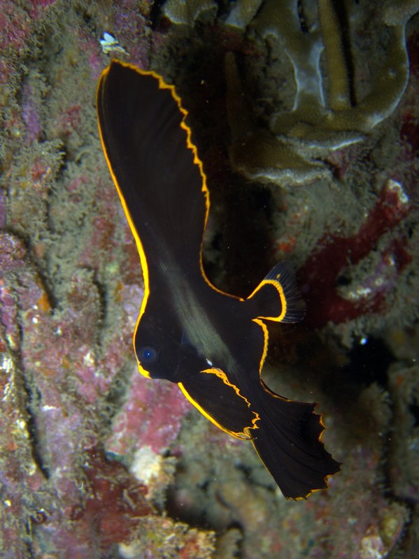 Juvenile Pinnate Batfish