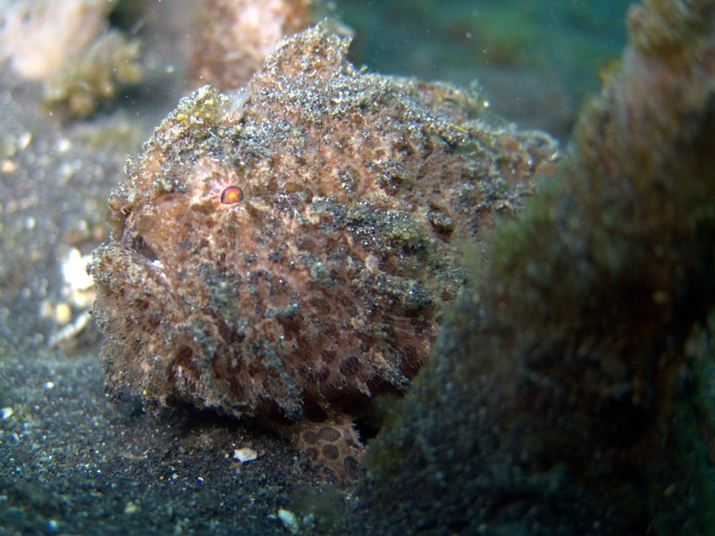Juvenile Hairy Frogfish