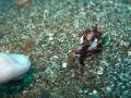 Flambouyant Cuttlefish - tiny huh