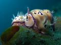 Nudibranch Love