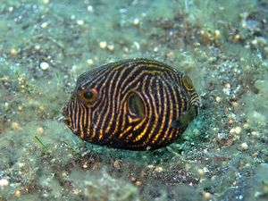 Juvenile Starry Pufferfish