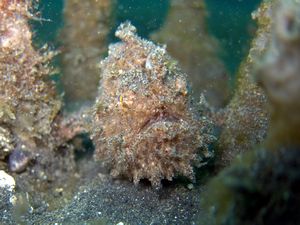 Juvenile Hairy Frogfish