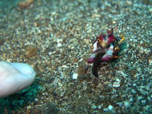 Flambouyant Cuttlefish - tiny huh