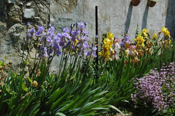 Iris's in the garden