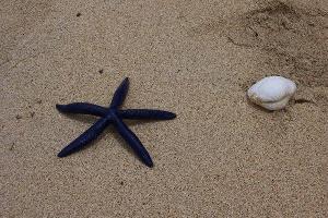 Bright Navy Blue Starfish