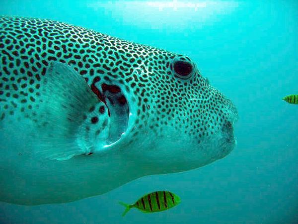 Giant Pufferfish and Juvenille Golden Travelly