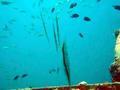Razorfish swimming upside down