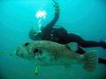 Rhi and giant pufferfish