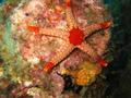 Seastar or starfish