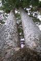 Kauri Trees