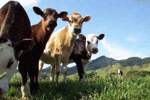Calves on the Coromandel