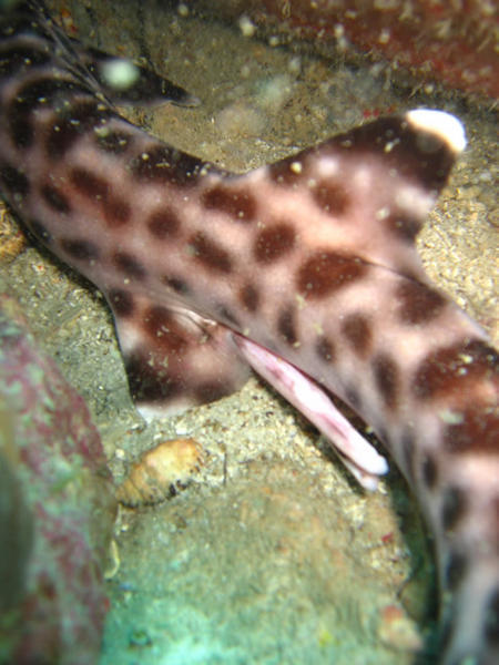 Coral Cat Shark