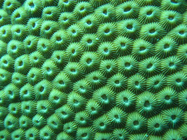 Coral Textures I