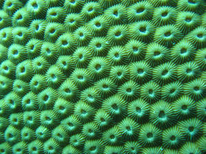 Coral Textures I