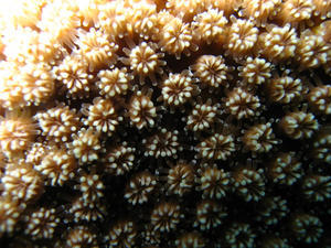Coral Textures II