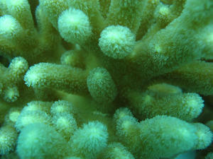 Coral Textures III