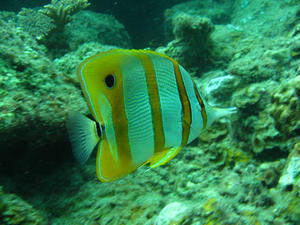 Long Beaked Coralfish