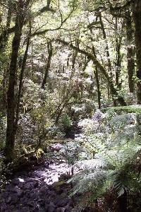 Fiordland Forest