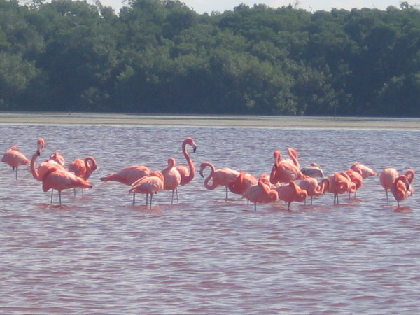 Flamingoes!