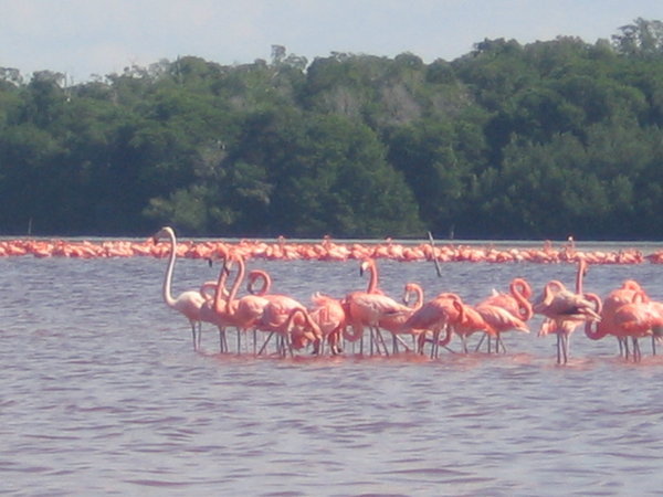 more more flamingoes