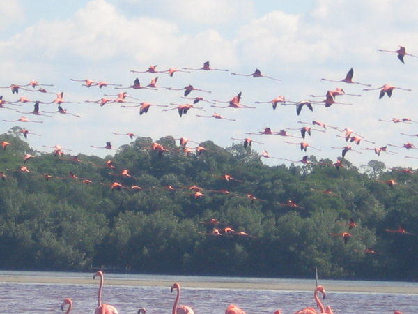 flying flamingoes