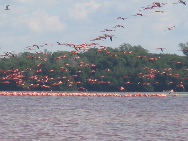 more flying flamingoes