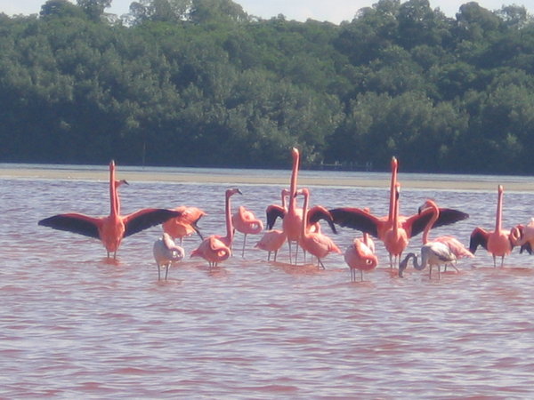 flapping flamingoes