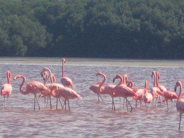 more flamingoes