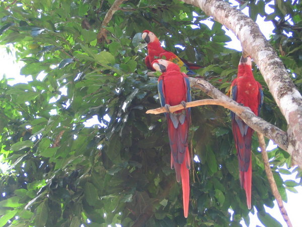 more parrots