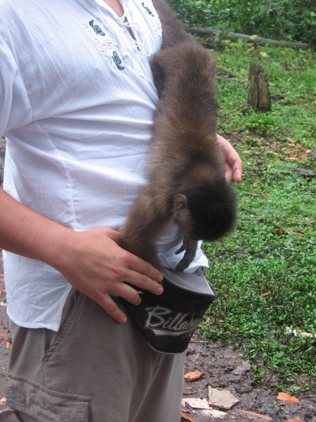 monkey trying to get into bum bag