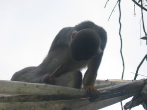 monkey with "twig"