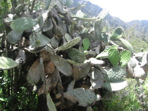 The cactus plant the tuna fruit comes from | Photo