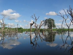 Reflecting in the Amazon