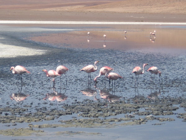 The flamingoes