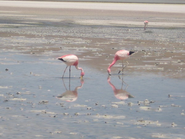 Flamingoes at the lake where we had lunch