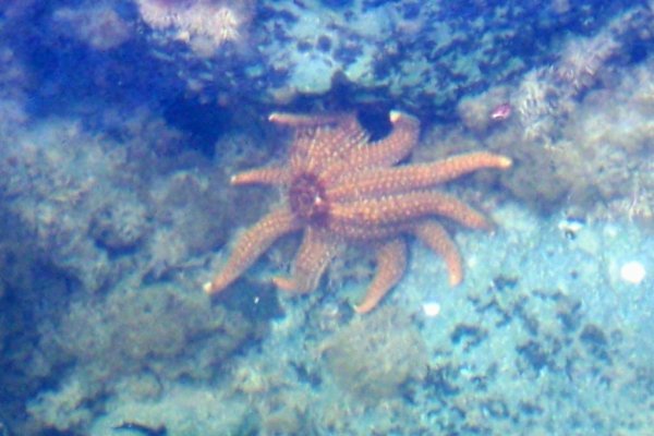 A starfish
