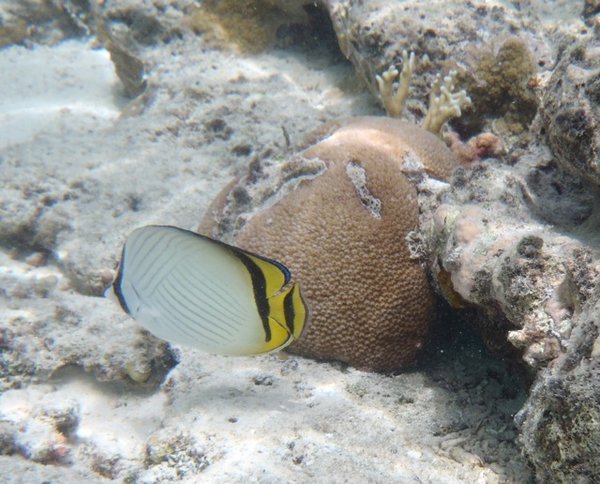 Vagabond Coralfish